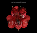 Альстромерия-Alstroemeria-Romance Red-70cm-QA 3f6ff3d2-c329-11ed-0a80-095d000f58e0