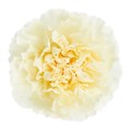 Гвоздика ST-Dianthus ST-Rodas-FC 072e2e08-f2b2-11f0-0a80-162400064c7f