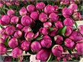Пион-Paeonia-Fleur-60cm 3f7c67f2-ec86-11ec-0a80-0958000c57ea