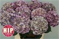 Гортензия-Hydrangea-M Rodeo Cl--80cm 3f82a61d-bfa4-11ec-0a80-0b4c0006c496