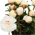 Пион-Paeonia-Mistress-60cm 3f82b398-ec86-11ec-0a80-0958000c57ed