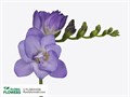 Фрезия-Freesia-Biscaya-52cm-24gr 3f8b2357-ec86-11ec-0a80-0958000c57f3