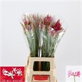 Нерине-Nerine-Bo Ras Van Roon-70cm 3f954847-17cb-11ed-0a80-00b30023908c
