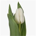 Тюльпан-Tulip-En Update-34cm-26gr 3f965f66-ec86-11ec-0a80-0958000c57f9