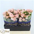 Роза куст-Rosa sp-Georgia Peach-50cm-RS 07305729-32a1-11ee-0a80-08a40007b48d