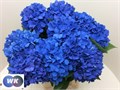 Гортензия-Hydrangea-M Pimpernel--80cm 3f9b30b1-bfa4-11ec-0a80-0b4c0006c4b1
