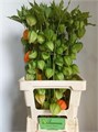 Физалис-Physalis-ampion Tak--70cm 3fa2a846-17cb-11ed-0a80-00b30023908f