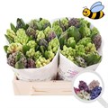 Гиацинт-Hyacinthus-Gem 4 Kleuren-30cm 3fa42ae6-033e-11f1-0a80-11ea0028f17c