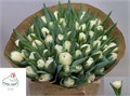 Тюльпан-Tulip-Du Ov_white-38cm-38gr 3fa6e235-033e-11f1-0a80-11ea0028f17f