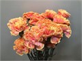Гвоздика ст-Dianthus st-Sunshine-60cm 3fb26933-d1e4-11ed-0a80-0b0a0037b2d0