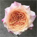 Роза-Rosa-Miyabi Cha-60cm-Uu 3fb689fa-c96f-11ed-0a80-085a000e3f38