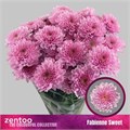 Хризантема куст-Chrysant Tr-Fabienne Sweet-70cm-95gr 3fb7fc58-033e-11f1-0a80-11ea0028f195