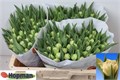 Тюльпан-Tulip-Du Piste-36cm-31gr 3fc20d40-d1e4-11ed-0a80-0b0a0037b2d3