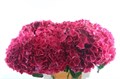 Гортензия-Hydrangea-M Mon Amour-65cm 3fc2c3d1-ec86-11ec-0a80-0958000c580b