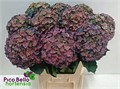 Гортензия-Hydrangea-M Roy Anasta Cl-80cm 3fc40802-bfa4-11ec-0a80-0b4c0006c4e5