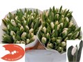 Тюльпан-Tulip-En Update_antarktika-35cm-34gr 3fc57729-033e-11f1-0a80-11ea0028f19f