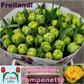 Тюльпан-Tulip-Du Yellow Pompene Xxl-38cm-46gr 3fca6aa0-d1e4-11ed-0a80-0b0a0037b2d7