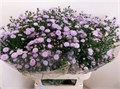 Астра-Aster-Ov-85cm-45gr 3fd63e81-2bba-11ee-0a80-08e9000dbcd5