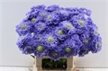 Скабиоза-Scabiosa-C Dubbel Blauw-60cm 3fd93b83-17cb-11ed-0a80-00b3002390a0
