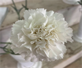 Гвоздика-Carnation-Christallo-70cm-Si 3fe4526e-135a-11ef-0a80-04c700097341
