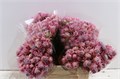 Серрурия-Serruria-Ay Sho Star-40cm 3fe79cf2-17cb-11ed-0a80-00b3002390a7