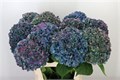Гортензия-Hydrangea-M Pimpernel Cl-80cm 3ffc784e-bfa4-11ec-0a80-0b4c0006c52f