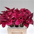 Калла-Zantedechia-Sumatra-70cm 400f813b-17cb-11ed-0a80-00b3002390ba