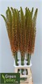 Эремурус-Eremurus-Emmy Ro-110cm 4016507e-2bba-11ee-0a80-08e9000dbcd8