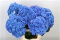 Гортензия-Hydrangea-M Pimpernel-65cm 4021b3d0-bfa4-11ec-0a80-0b4c0006c558