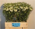 Нигелла-Nigela- D Bridal White-60cm-999gr 402482f7-17cb-11ed-0a80-00b3002390c6