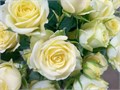 Роза куст-Rosa sp-Wedding Invite-50cm-Ge 4025c017-c970-11ed-0a80-0412000f0583