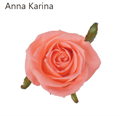 РОЗЫ Анна Карина 60 см (Россия) 402b7a1d-d74e-11ec-0a80-0f8600085e9f
