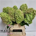 Гортензия-Hydrangea-Pa Mag Candl Cl-90cm 4040a14a-17cb-11ed-0a80-00b3002390cb