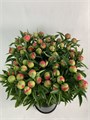 Пион-Peony-Coral Charme-70cm-/CE 07537214-1a9d-11f0-0a80-0f5700089787