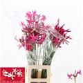 Нерине-Nerine-Bo Sanne-70cm 404e1d55-17cb-11ed-0a80-00b3002390ce