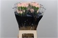 Гвоздика ст-Dianthus st-Novia-/70cm 405fbcd0-025e-11ef-0a80-0bbe0000579e