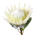 Протея-Protea-Cyn. Ayoba Arctic Ice-50cm 4063468a-2bba-11ee-0a80-08e9000dbce1