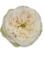 Роза куст-Rosa sp-Jillian-50cm-RS 406fc402-d6d2-11ee-0a80-02f100071679