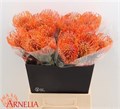 Леукоспермум-Leucospermum-Ayoba Man Zest-40cm 407949a0-9a76-11ee-0a80-0ce7002c6c06