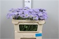 Скабиоза-Scabiosa-C Danielle-65cm 4083a7ff-2bba-11ee-0a80-08e9000dbcea