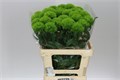Гвоздика-Dianthus-Barb Kiwi Cool--60cm 40850c81-8e43-11ef-0a80-0721000bfa1f