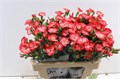 Гвоздика куст-Dianthus Tr-Solomio Clif-60cm 409dcd30-17cb-11ed-0a80-00b3002390d1