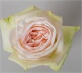 Садовая Роза-Garden Rosa-White O´Hara--40cm-Af 0757d628-bfa7-11ec-0a80-0b4c00093a16