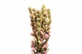 Полиантес-Polianthes-Pink Sapphir--70cm/ 0055be68-bfa5-11ec-0a80-0b4c00077f1b