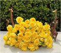 Роза куст-Rosa sp-New Palm D'or-50cm-RS 40caba28-477e-11ee-0a80-035a00178e63