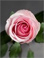 Роза-Rosa-Novia-50cm-QA 40cea5ff-bfa9-11ec-0a80-0b4c000b60f6