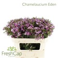 Хамелациум-Chamelaucium-Eden-70cm-75gr 40e4b959-17cb-11ed-0a80-00b3002390db
