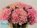 Гортензия-Hydrangea-M Royal Love-75cm 40e5d222-2bba-11ee-0a80-08e9000dbcf3