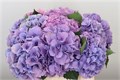 Гортензия-Hydrangea-M Roy Benefit-80cm 40ed1370-bfa4-11ec-0a80-0b4c0006c642