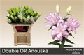 Лилия-Lilium-Du Anouska-80cm 40edc00d-17cb-11ed-0a80-00b3002390de